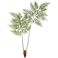 Plantă artificială DYROPTERIS II -PAZ- - maro/verde, Basics, plastic (150cm) - Modern Living