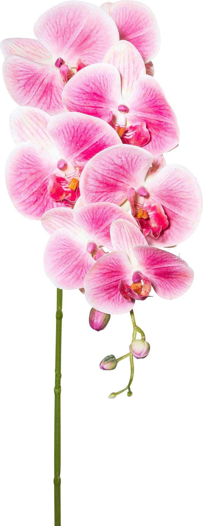 Orhidee Phalaenopsis Sissi - roz închis/verde, Konventionell, plastic/metal (87cm)