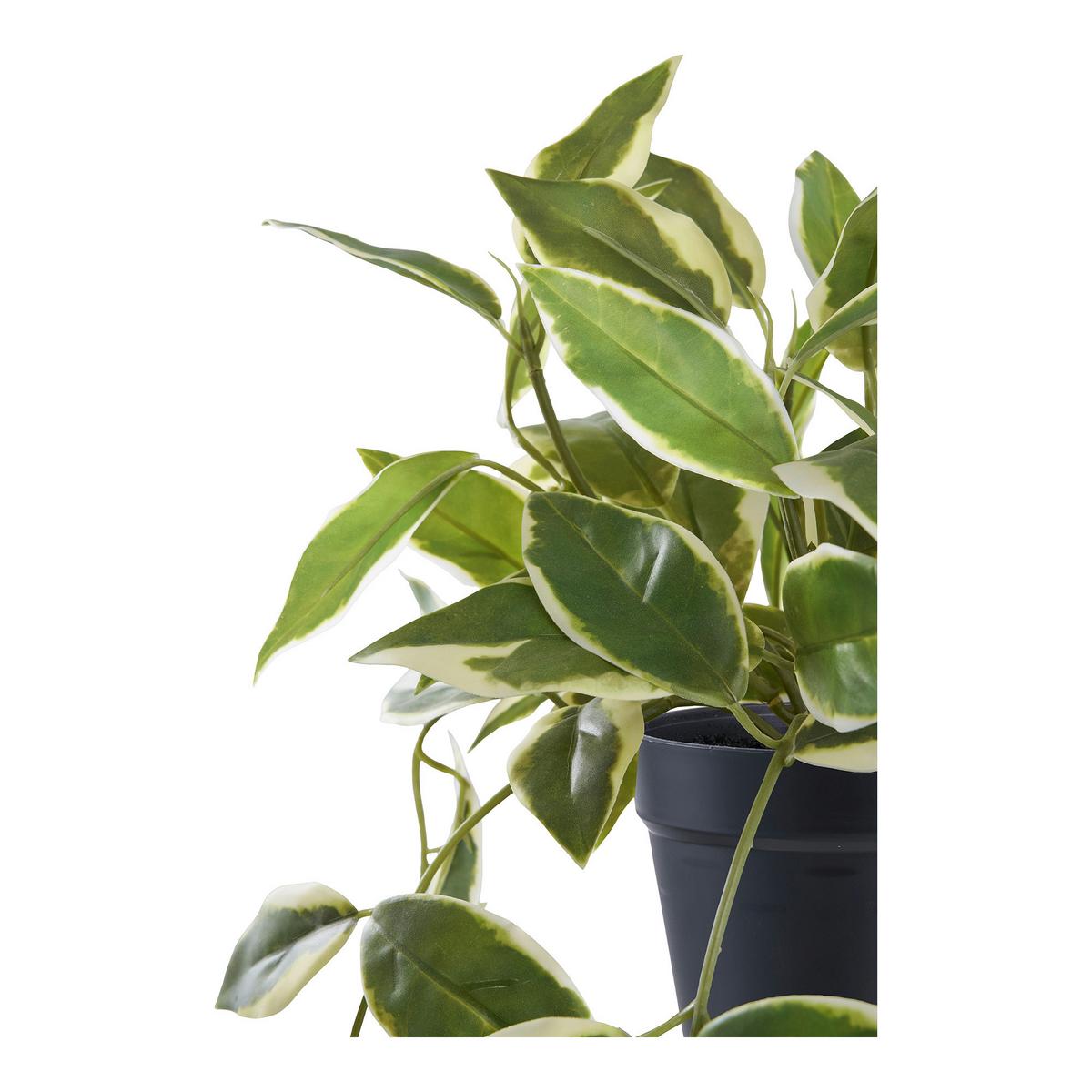 Kunstpflanze Hoya Carnosa Grün - Grün, Design (25.5/33/25.5cm)