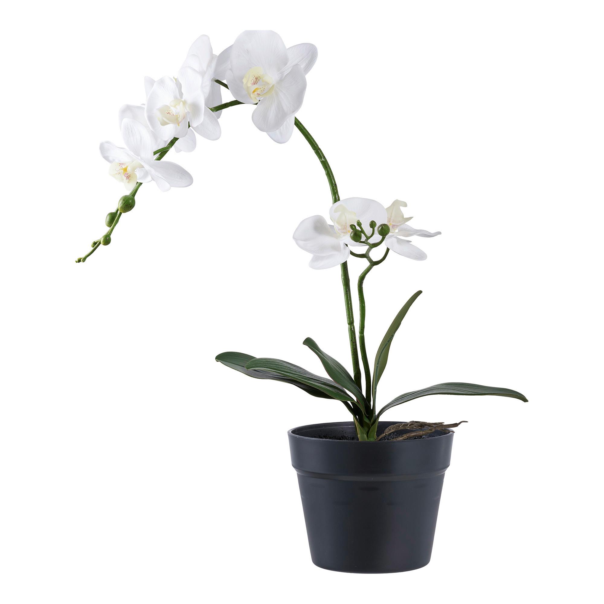Kunstpflanze Orchid Weiß - Weiß, Design (21/47/34cm)
