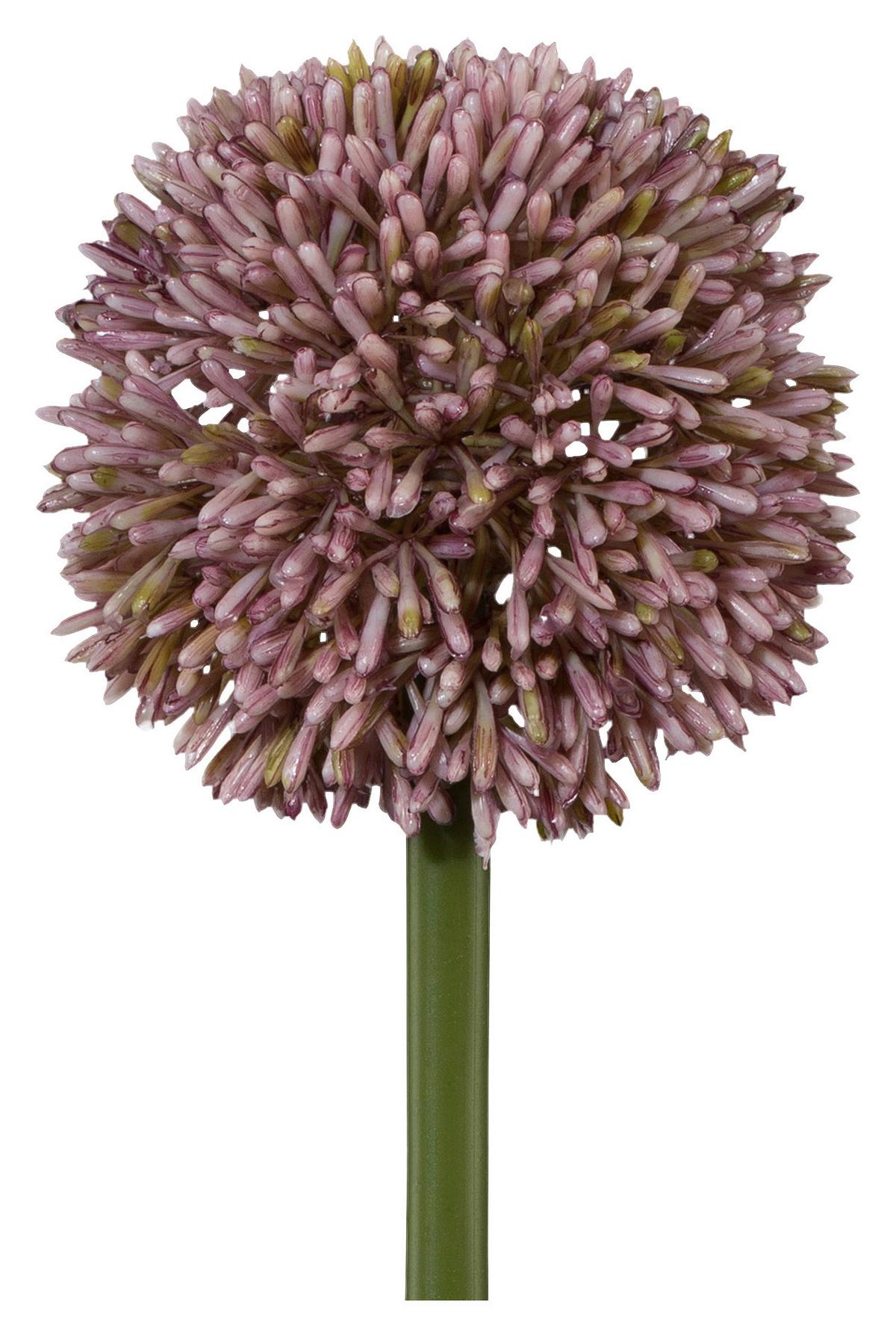 Allium II Rosa/Grün ca. 64cm - Rosa/Grün, KONVENTIONELL, Kunststoff/Metall (64ml)