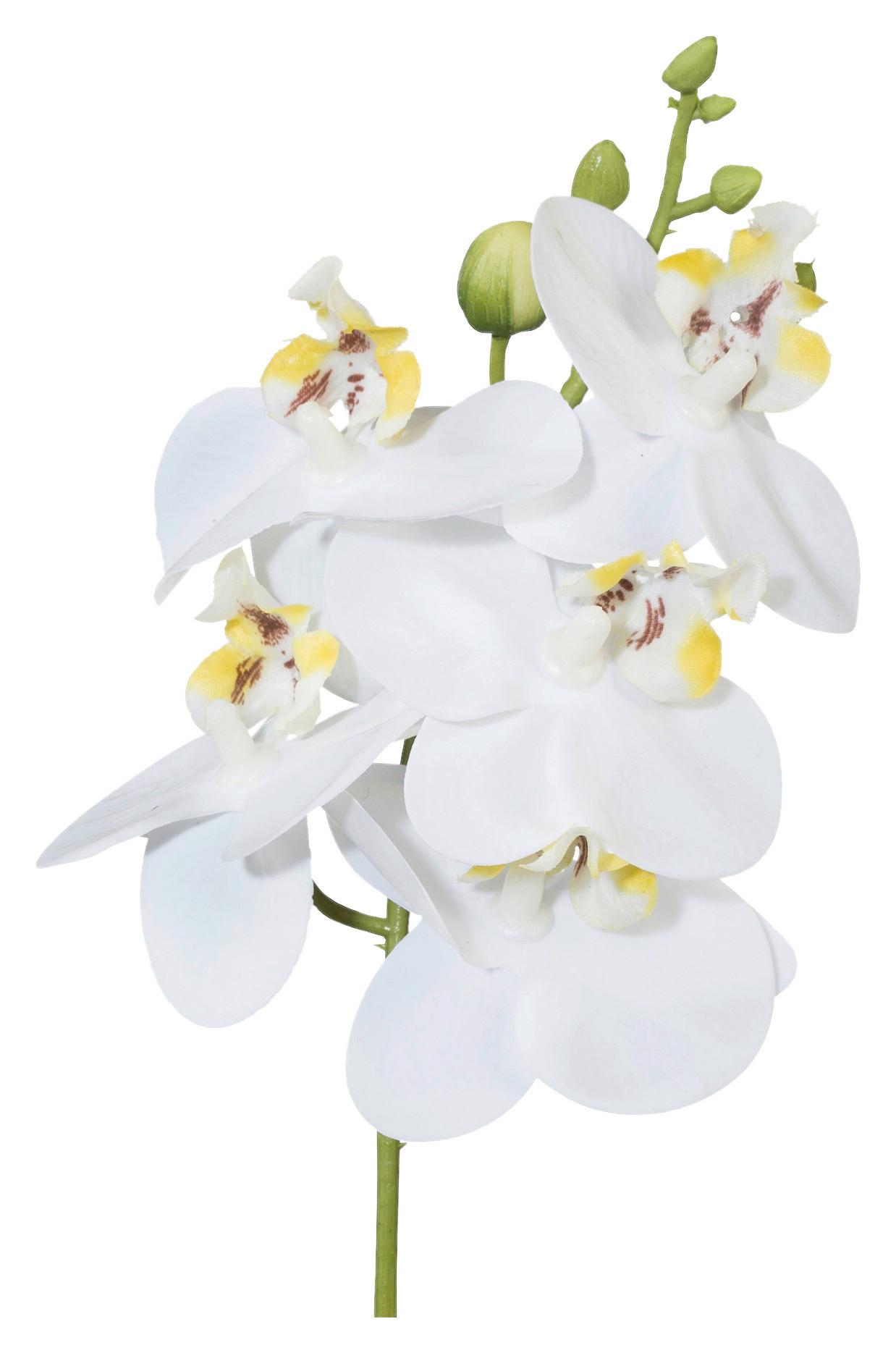 Umjetna Biljka Phalaenopsis Ii - bijela/zelena, Konvencionalno, plastika (27cm) - Modern Living