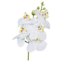 Umjetna Biljka Phalaenopsis Ii - bijela/zelena, Konvencionalno, plastika (27cm) - Modern Living
