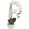 Lepkeorchidea Marie - fehér/zöld, műanyag/textil (50cm) - MÖMAX modern living