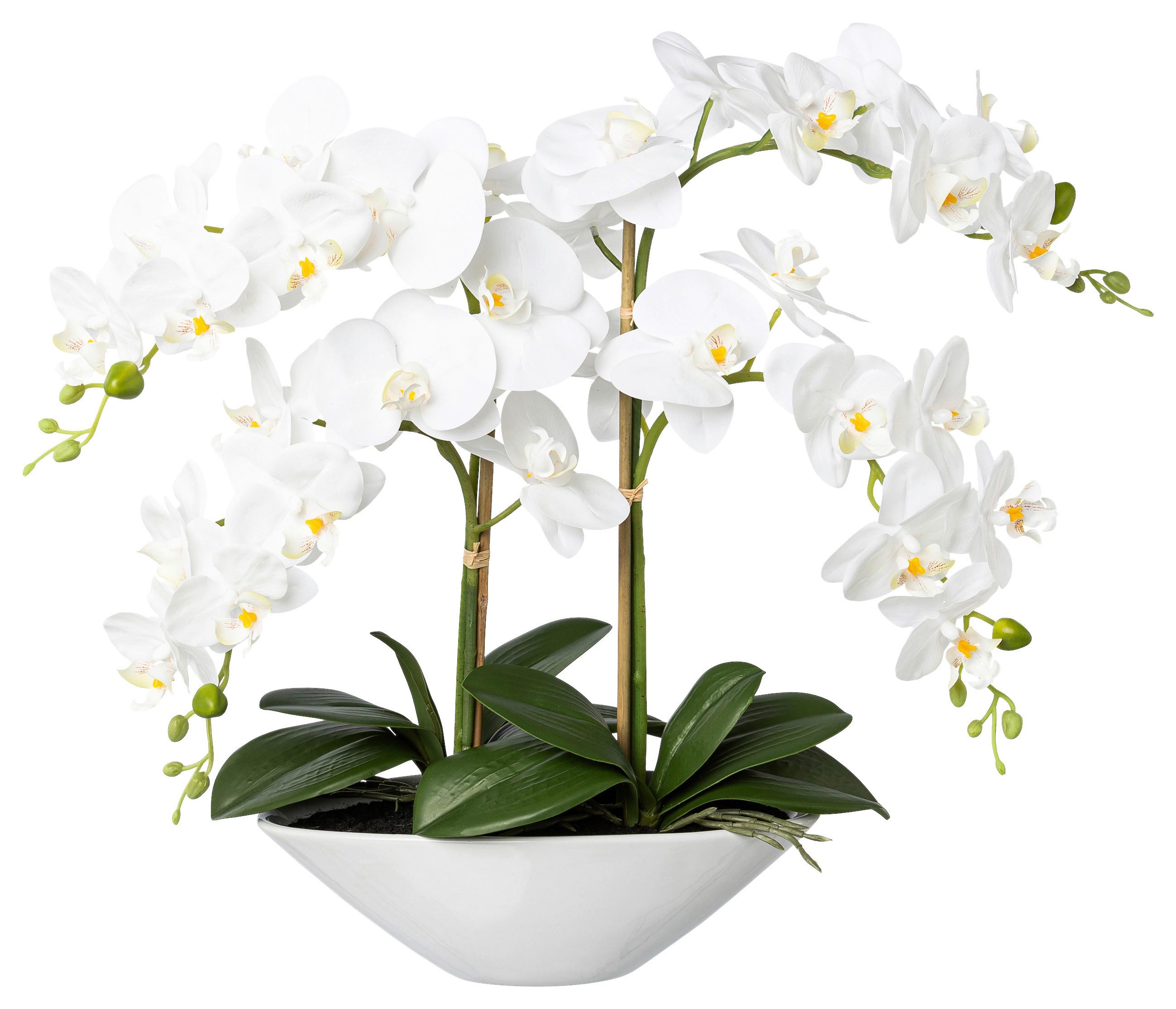 Kunstpflanze Orchideen Weiß/Grün - Weiß/Grün, Design, Keramik/Kunststoff (53cm)