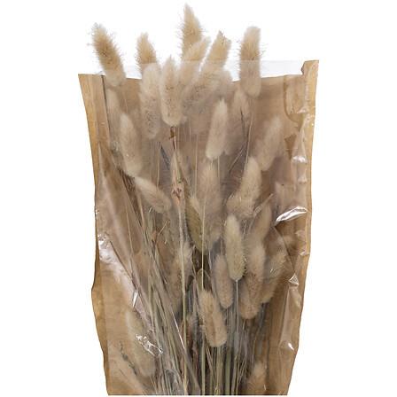Sušeno Cvijeće Origins - Basics (18/58cm)