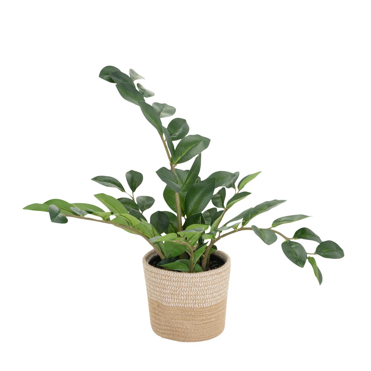 Umetna Rastlina Zamie - svetlo rjava/zelena, Basics, umetna masa/tekstil (50/50/50cm) - MID.YOU