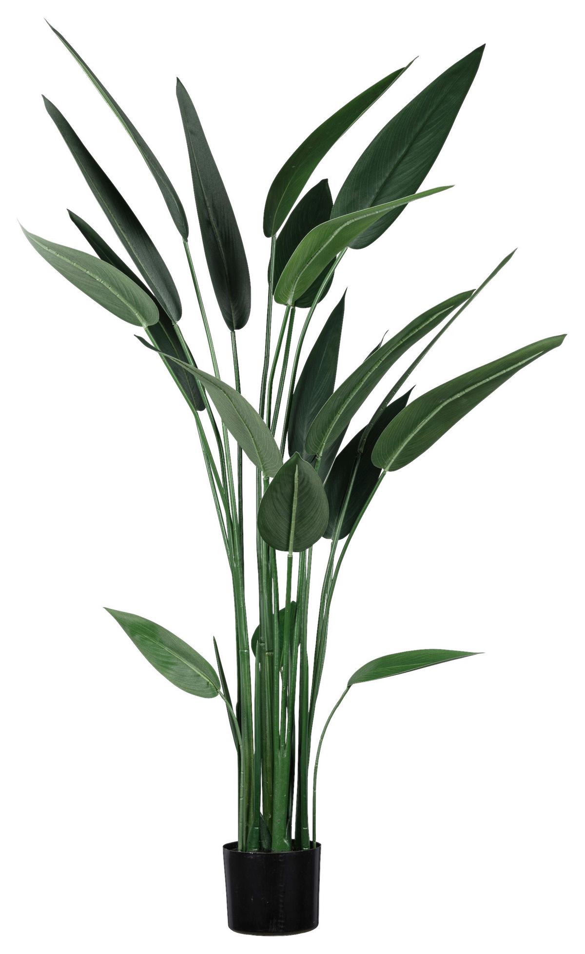 Kunstpflanze Wassercanna in Grün ca. 140cm - Schwarz/Grün, Basics, Kunststoff (140cm) - Modern Living