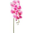 Phalänopsis Sissi Dunkelrosa - Dunkelrosa/Grün, KONVENTIONELL, Kunststoff/Metall (87cm) Phalänopsis Sissi Dunkelrosa - Dunkelrosa/Grün, KONVENTIONELL, Kunststoff/Metall (87cm)
