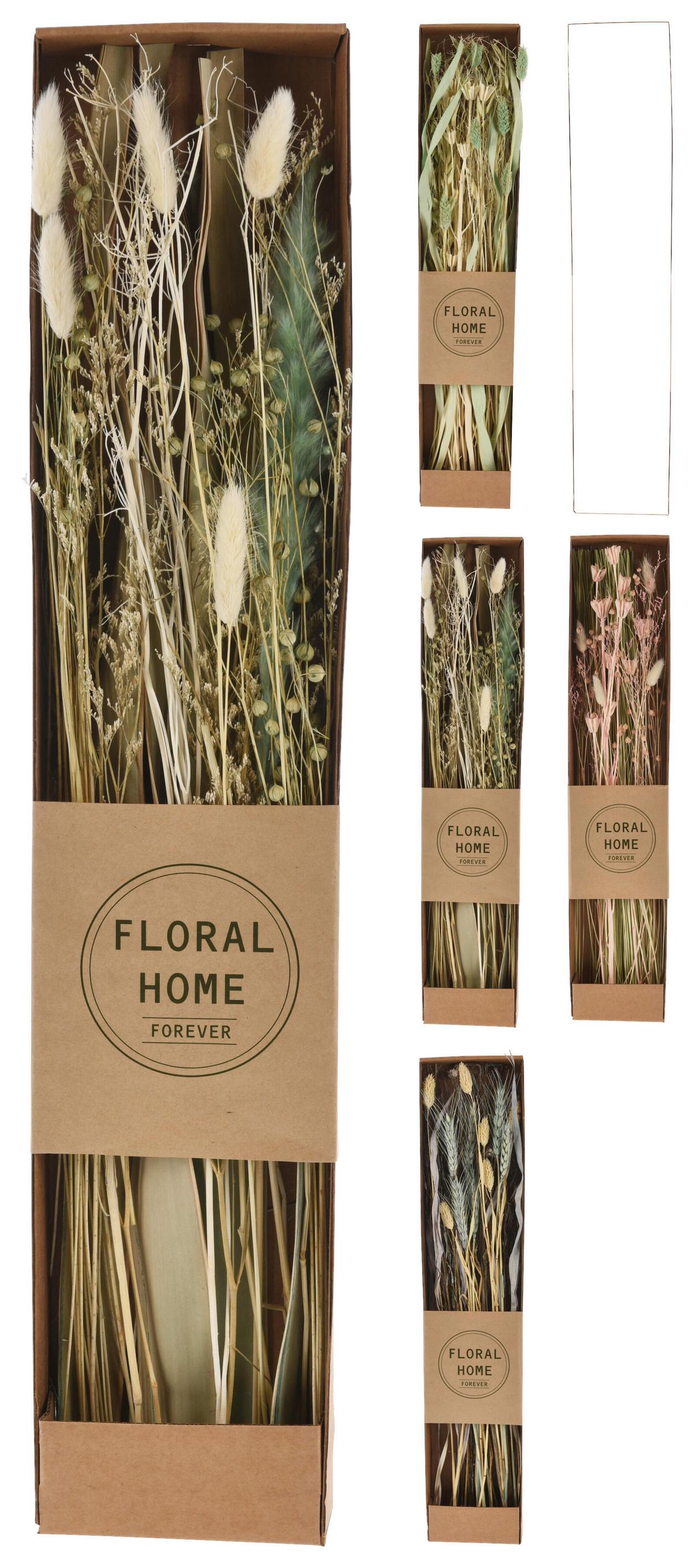 Trockenblume Mira diverse Farben - Dunkelbraun/Beige, Basics, Naturmaterialien (12/60/3,5cm)