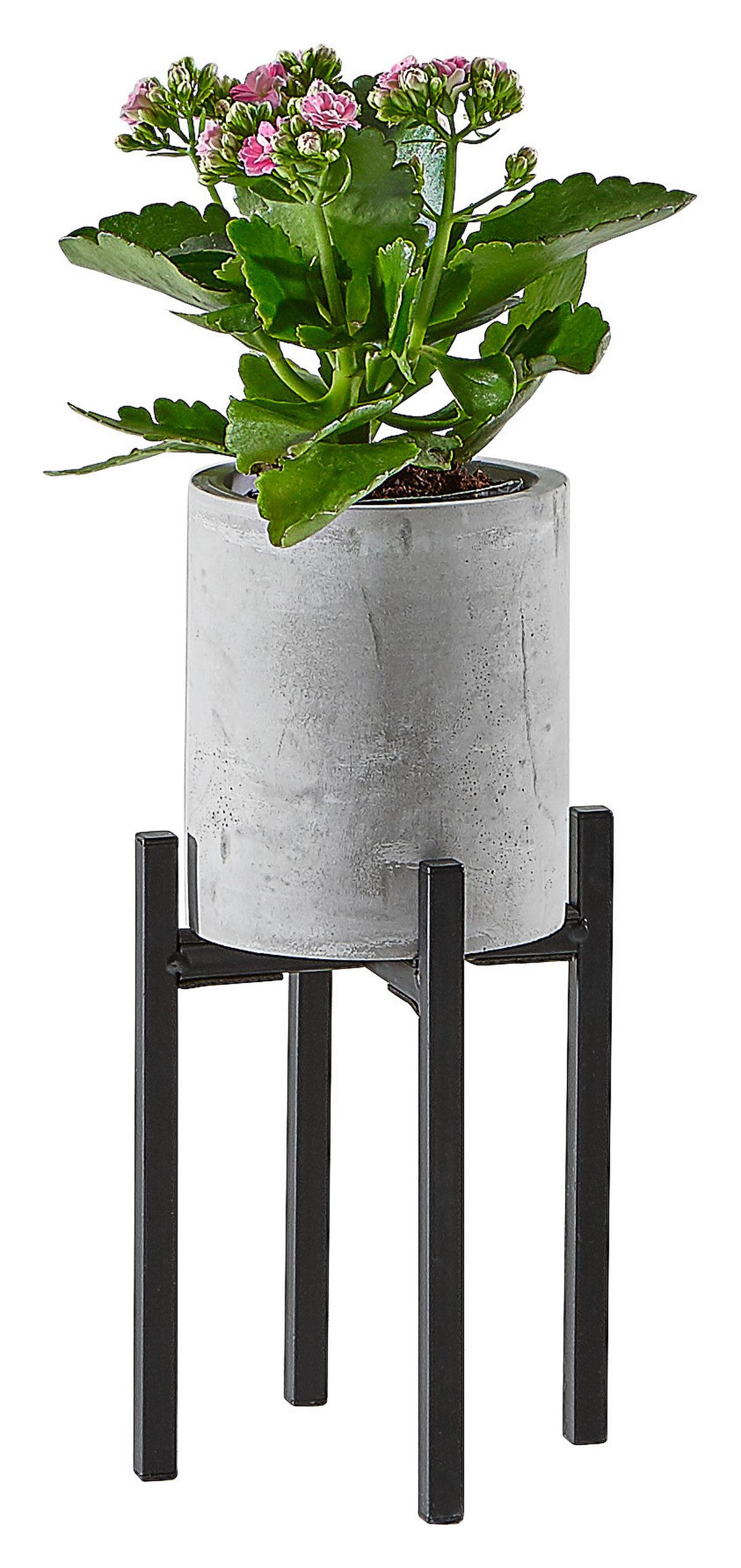 DONICA BOTANIC GARDEN - czarny/szary, Design, kamień/metal (9,5/25,5cm) - Ambia Home