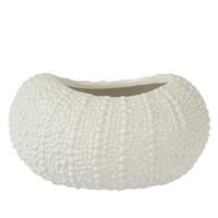 Scoică decorativă Shelly - Basics (15/19/10cm)