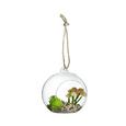 Dekohänger Elena Verschiedene Modelle - Natur, Glas (12 10,8 13cm) Dekohänger Elena Verschiedene Modelle - Natur, Glas (12 10,8 13cm)