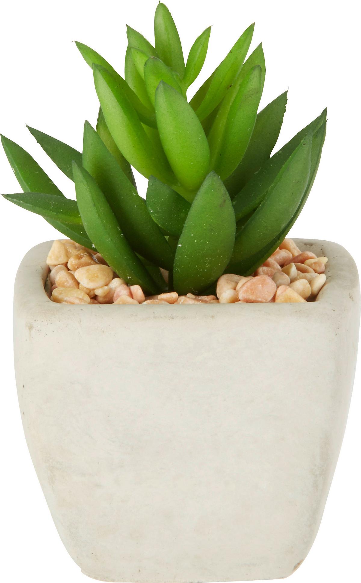 Műnövény Sukkulente - zöld, Lifestyle, műanyag (7-9cm) - Modern Living