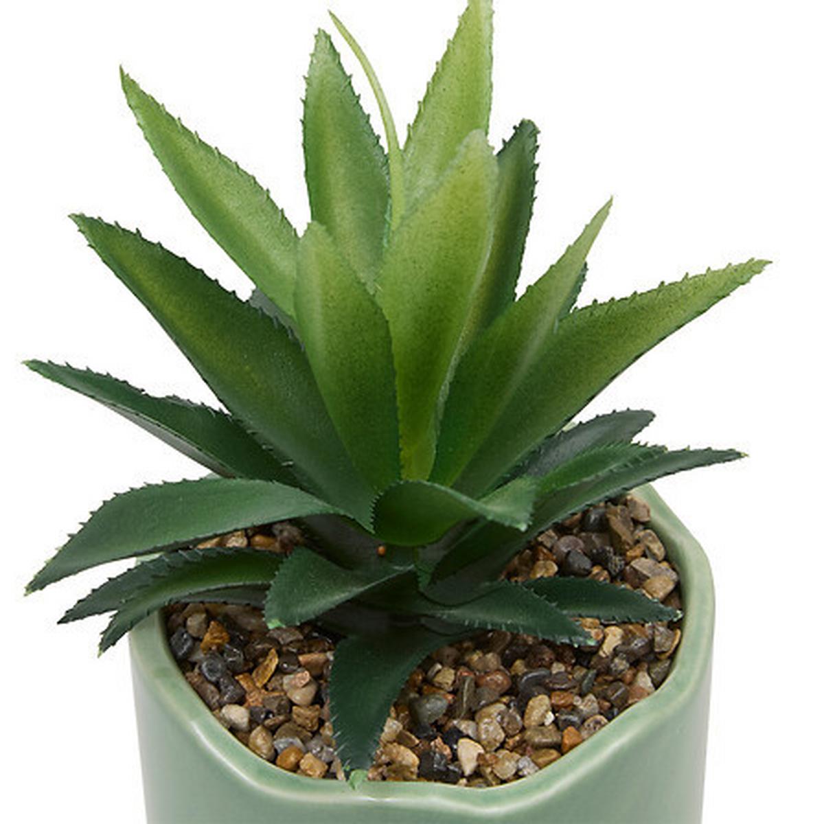 Plantă decorativă Cheri 14,5 cm - Basics (14,5cm)