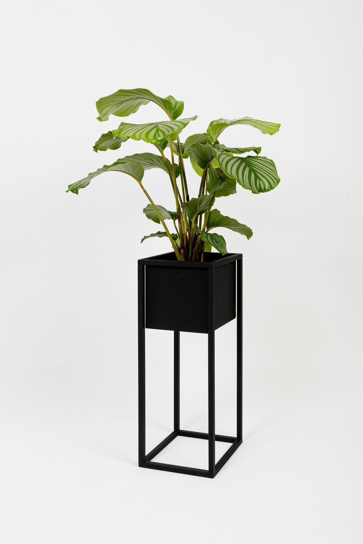 Blumenständer Schwarz - Schwarz, Basics, Metall (23/60/23cm)