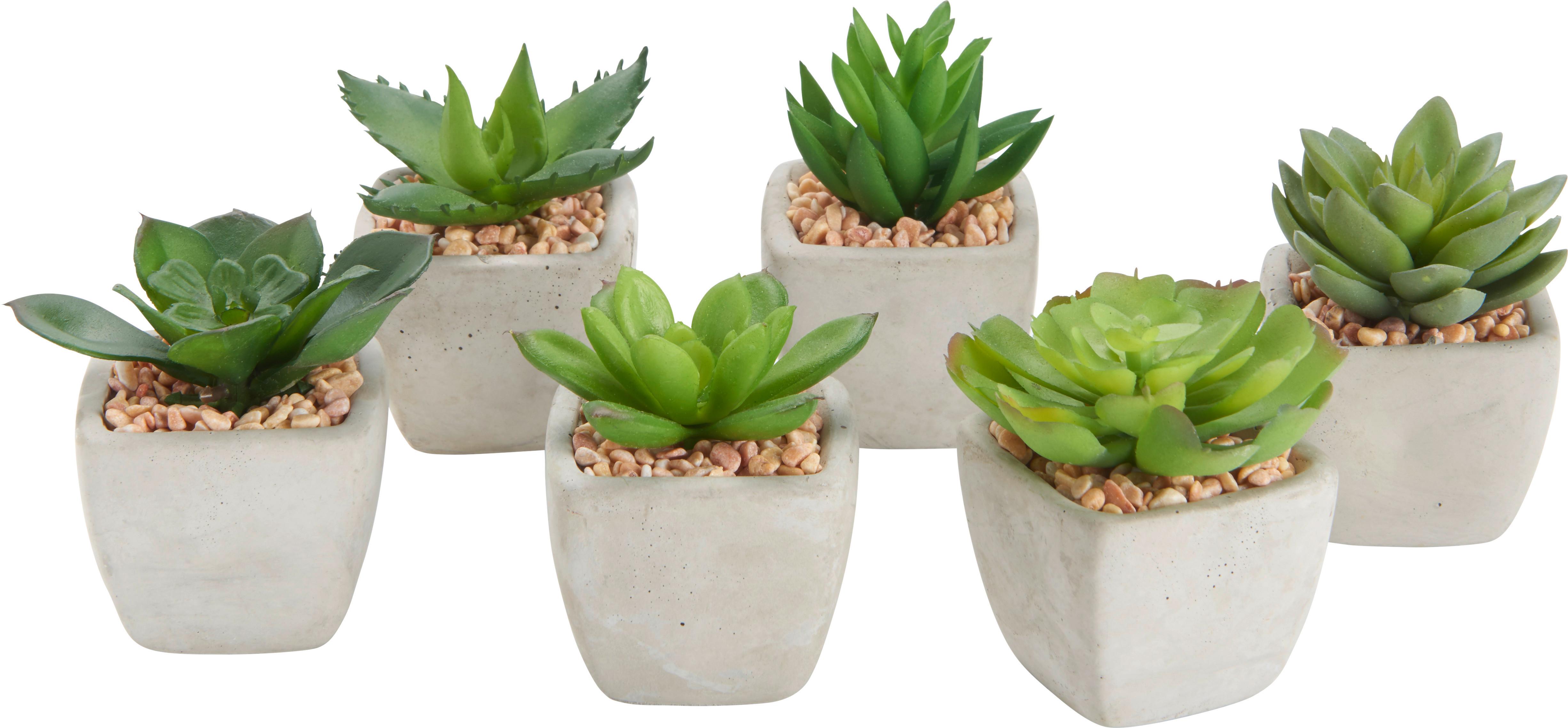 Kunstpflanze Mimi in diversen Designs - Grün, Lifestyle, Kunststoff (7-9cm) - Modern Living