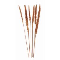 SUCHY KWIAT 10029713 - brązowy, Basics, materiały naturalne (75cm)