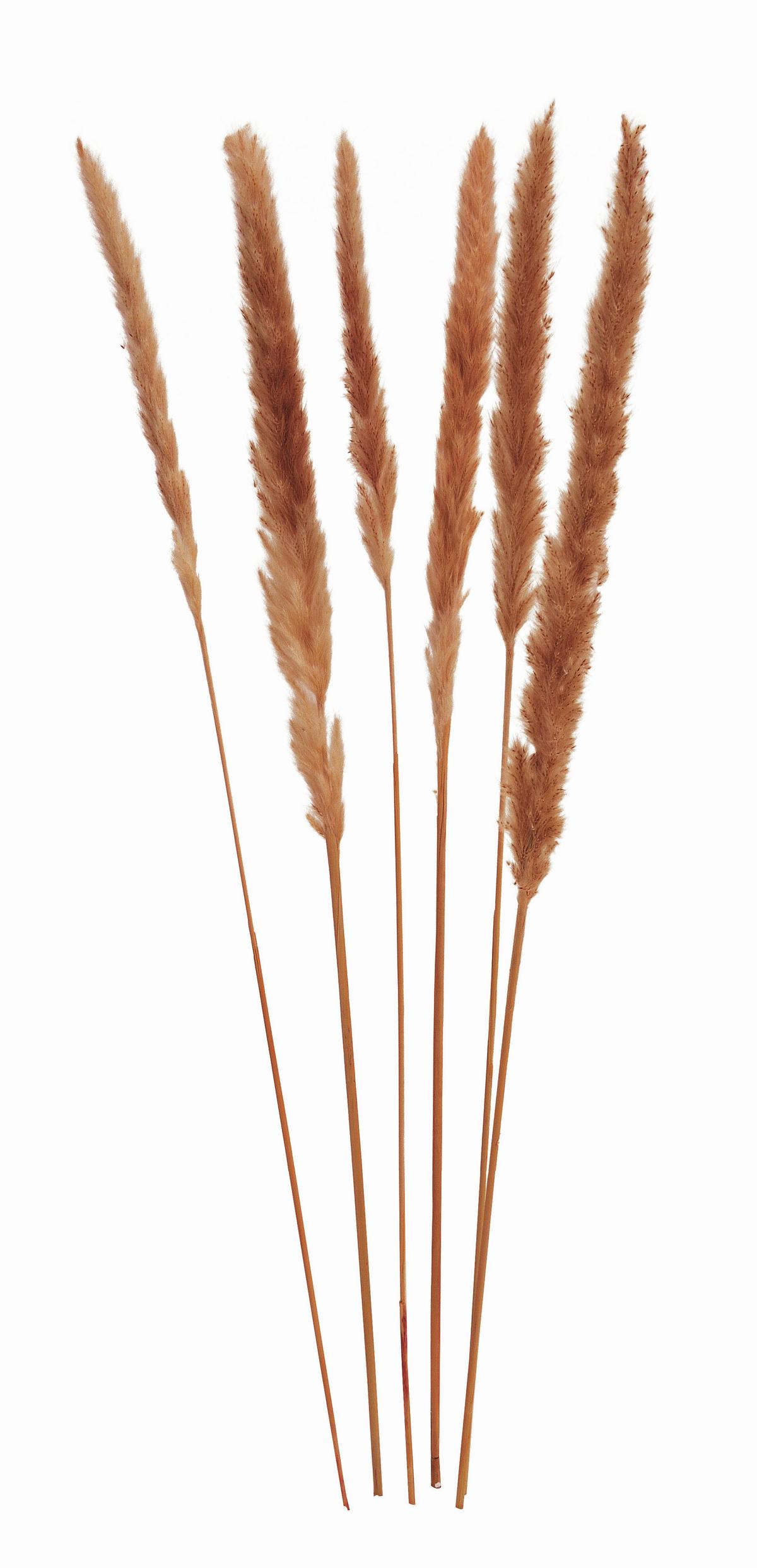 SUCHY KWIAT 10029713 - brązowy, Basics, materiały naturalne (75cm)