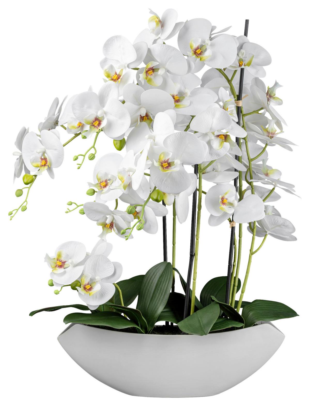 Kunstpflanze Phalänopsis in Weiß online kaufen ➤ mömax
