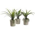 Umetna Rastlina Agave Ii - zelena, Konvencionalno, umetna masa (35 cmcm) - Mömax modern living Umetna Rastlina Agave Ii - zelena, Konvencionalno, umetna masa (35 cmcm) - Mömax modern living
