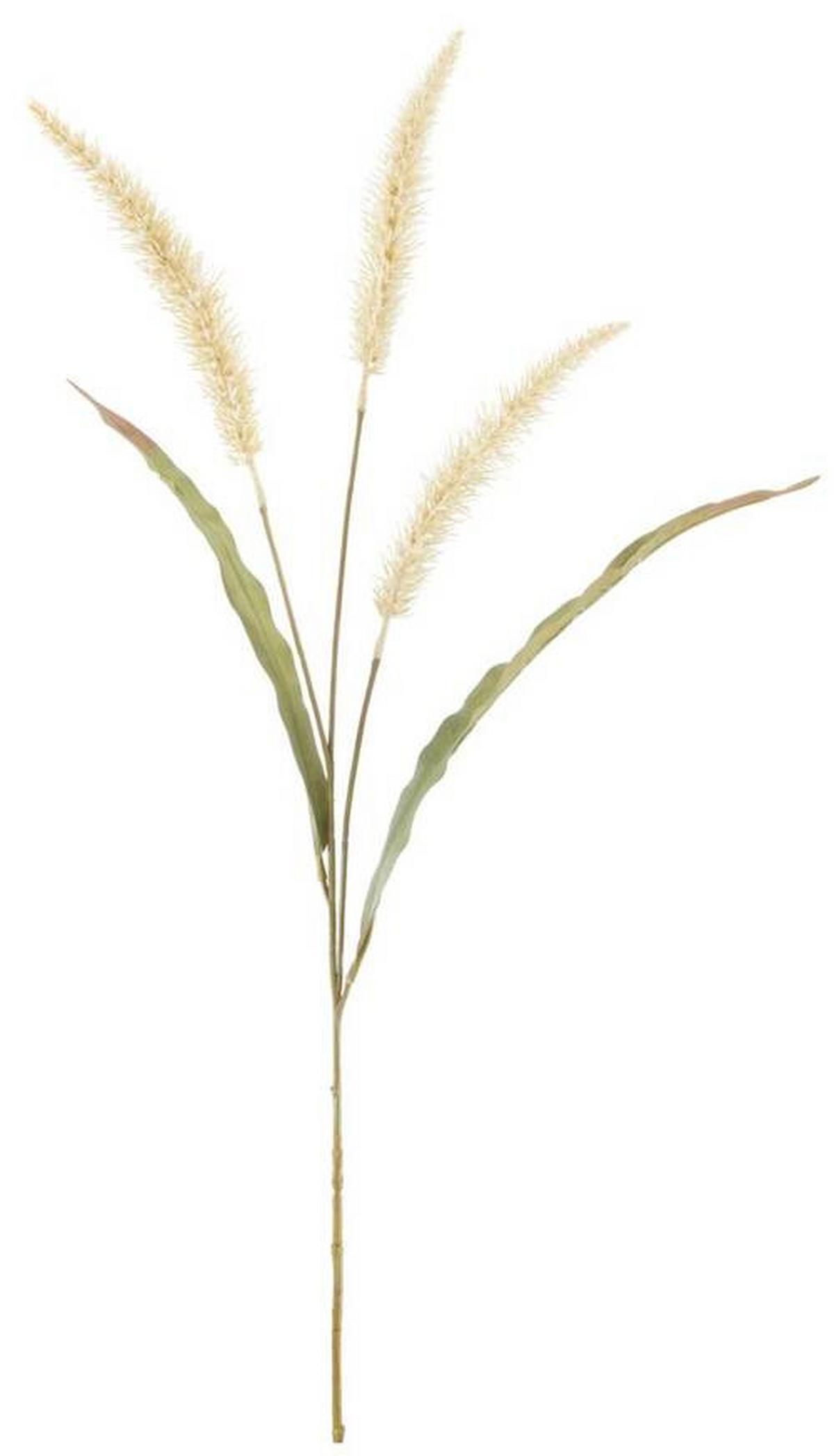 Ramură decorativă Lampenputzergras - verde/culoare natur, Modern, plastic/materiale naturale (91cm) - Modern Living