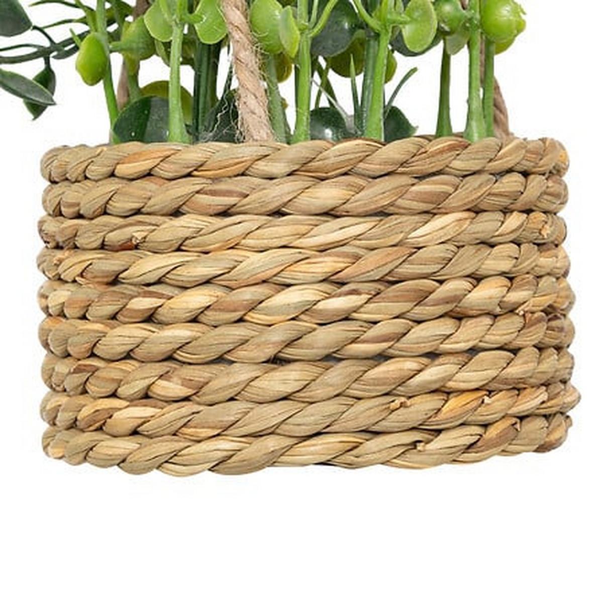 Biljka Dekorativna Patri - Osnovno (14/47/14cm)