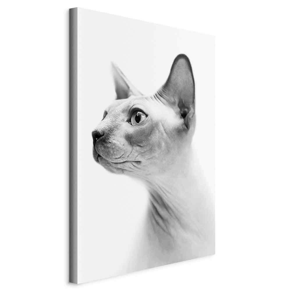 Slika Na Platnu Hairless Cat - bela/svetlo siva, Basics, tekstil/leseni material (40/60/1,2cm) - artgeist