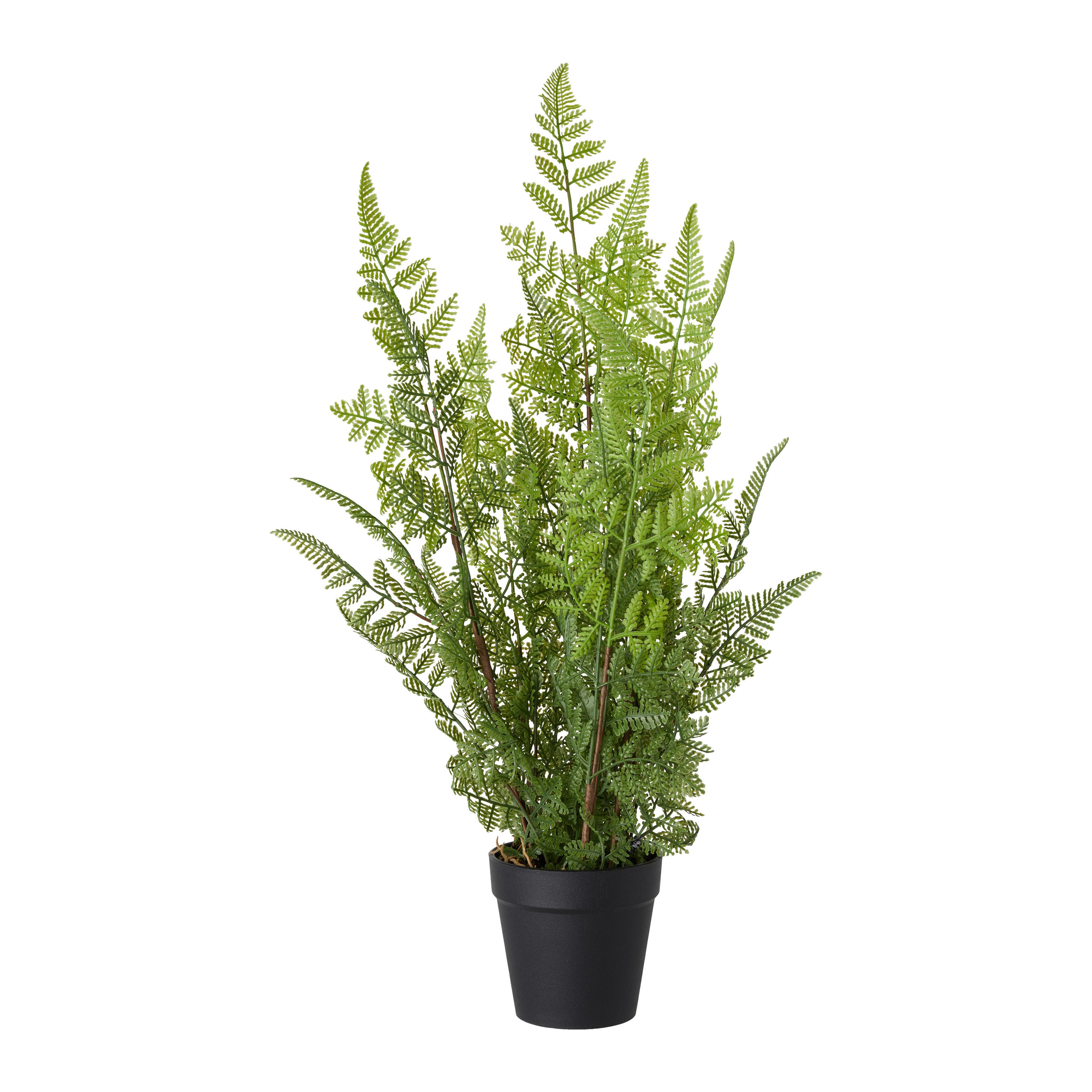 Umetna Rastlina Farn I - črna/zelena, Basics, umetna masa (55cm) - Modern Living