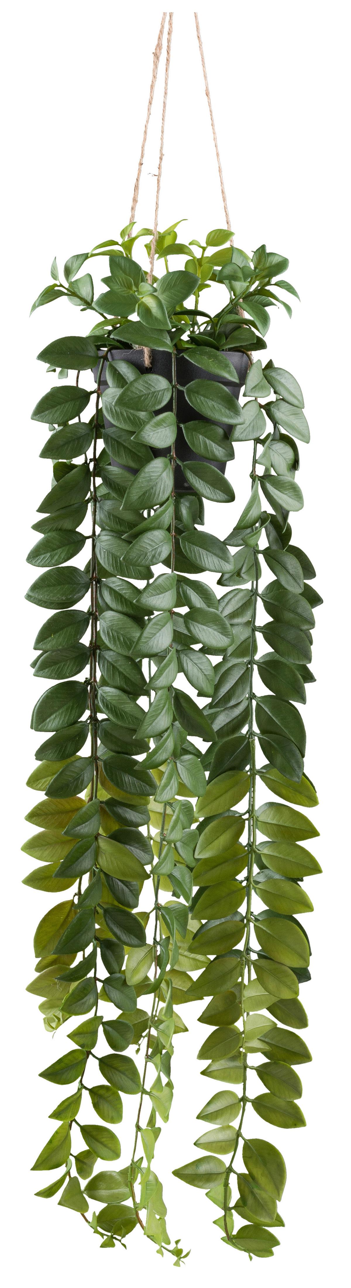 Plantă artificială Columnea - verde/negru, Konventionell, plastic (85cm) - Mömax