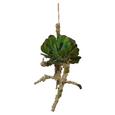 Dekoast Sukkulente Auf Ast I Grün - Grau/Grün, Natur, Kunststoff (23/19cm) Dekoast Sukkulente Auf Ast I Grün - Grau/Grün, Natur, Kunststoff (23/19cm)