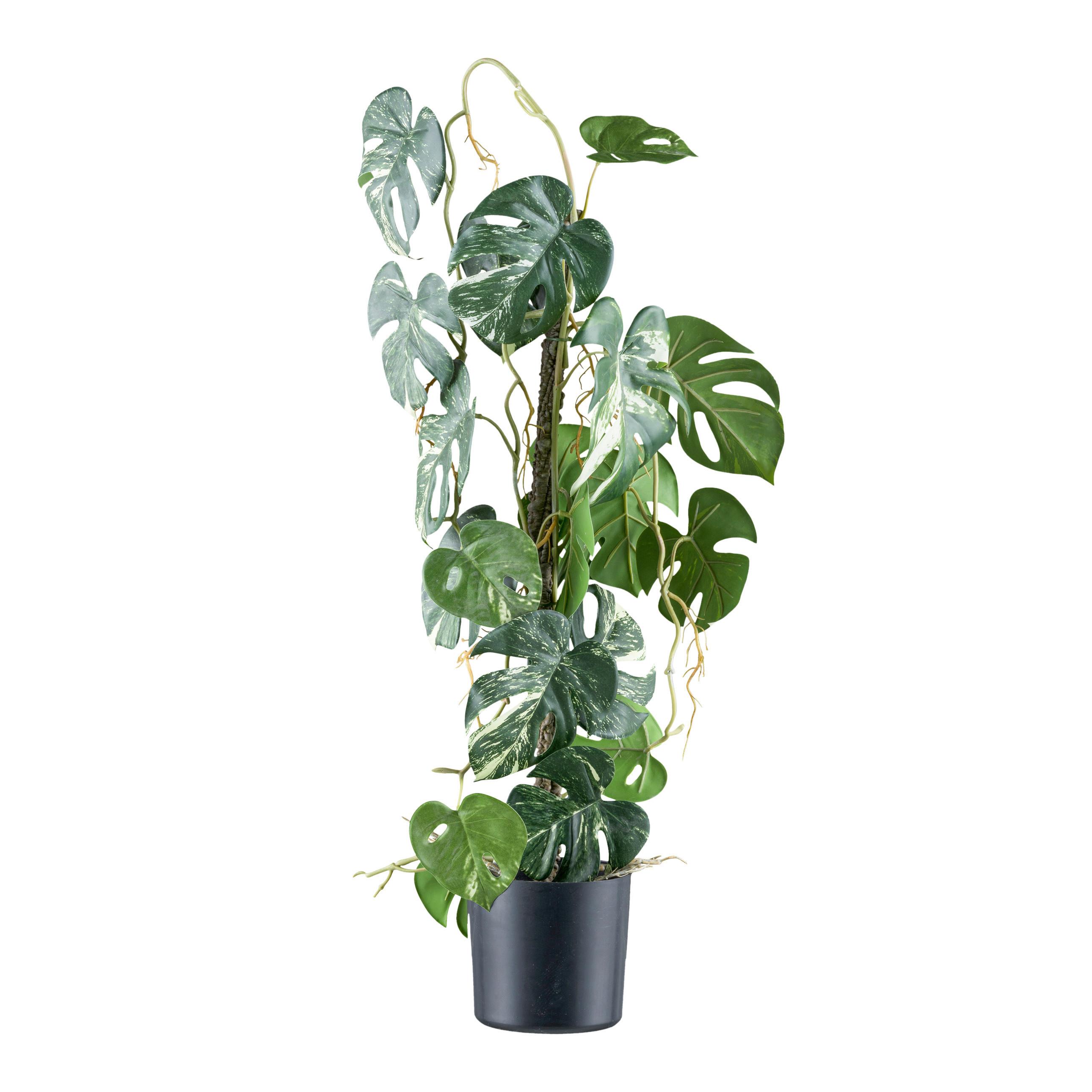 Kunstpflanze Grünpflanzen Grün/Schwarz - Schwarz/Braun, Design, Kunststoff (66cm)
