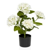 Umetna Rastlina Hydrangea - črna/zelena, Moderno, umetna masa (30/52/30cm) - MID.YOU