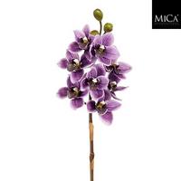 Okrasna Rastlina Vanda - Moderno (78cm) - Mömax