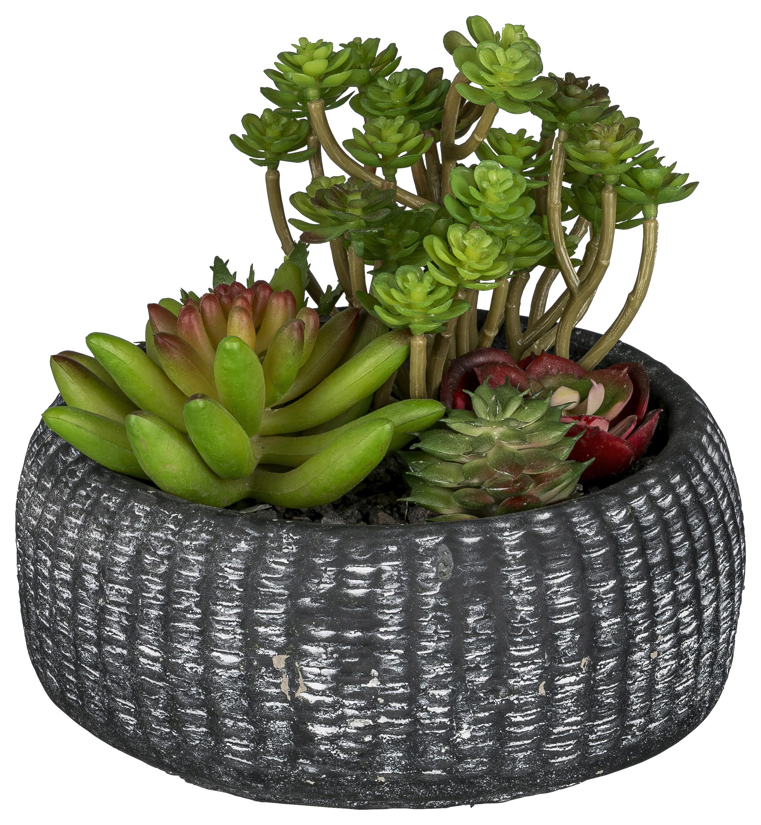 Kunstpflanze Sukkulenten Grün/Anthrazit - Anthrazit/Grün, Design, Keramik/Kunststoff (16cm)