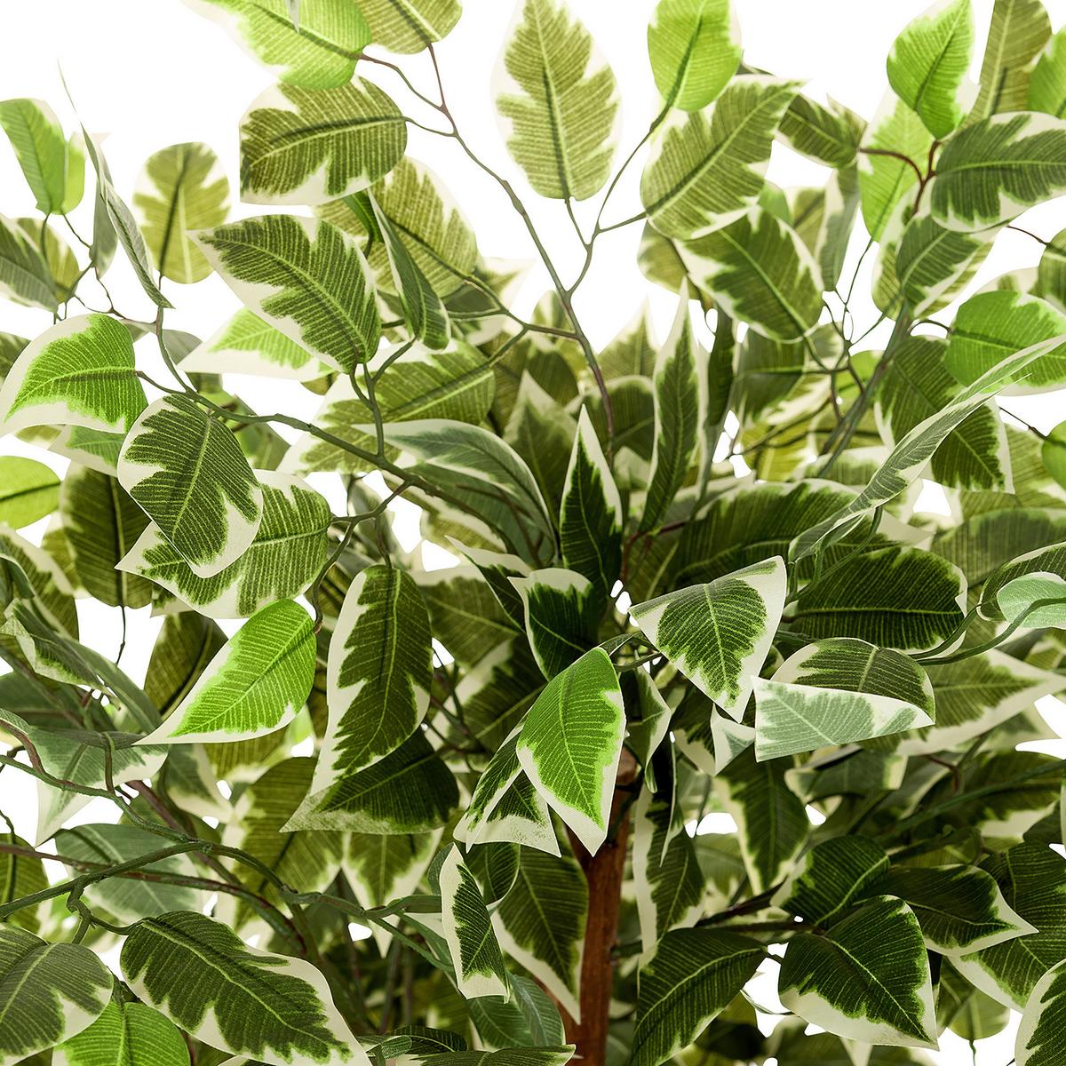 Umetna Rastlina Ficus - črna/zelena, Basics, umetna masa (80/165/80cm) - MID.YOU