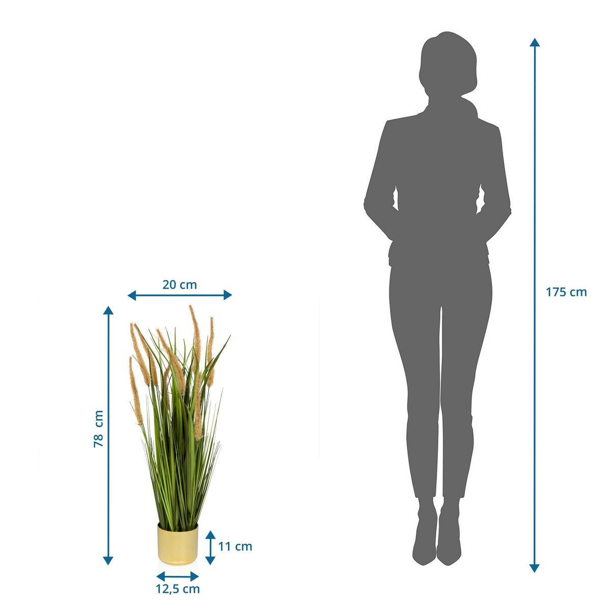 Umetna Rastlina Cortaderia I - zlate barve/zelena, Moderno, umetna masa (20/78/20cm) - MID.YOU