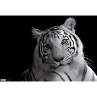 Schreibunterlage Tiger ca. 60x40cm - Kunststoff (60/40cm)