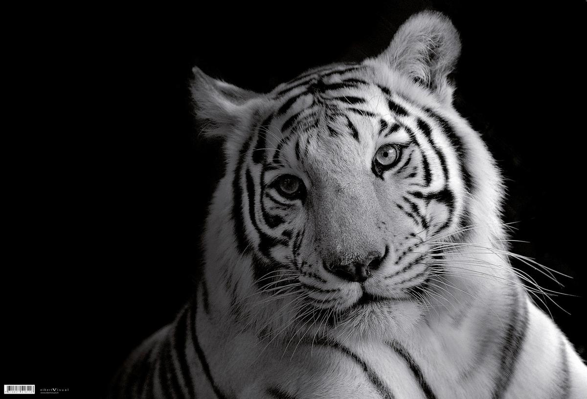 Schreibunterlage Tiger ca. 60x40cm - Kunststoff (60/40cm)