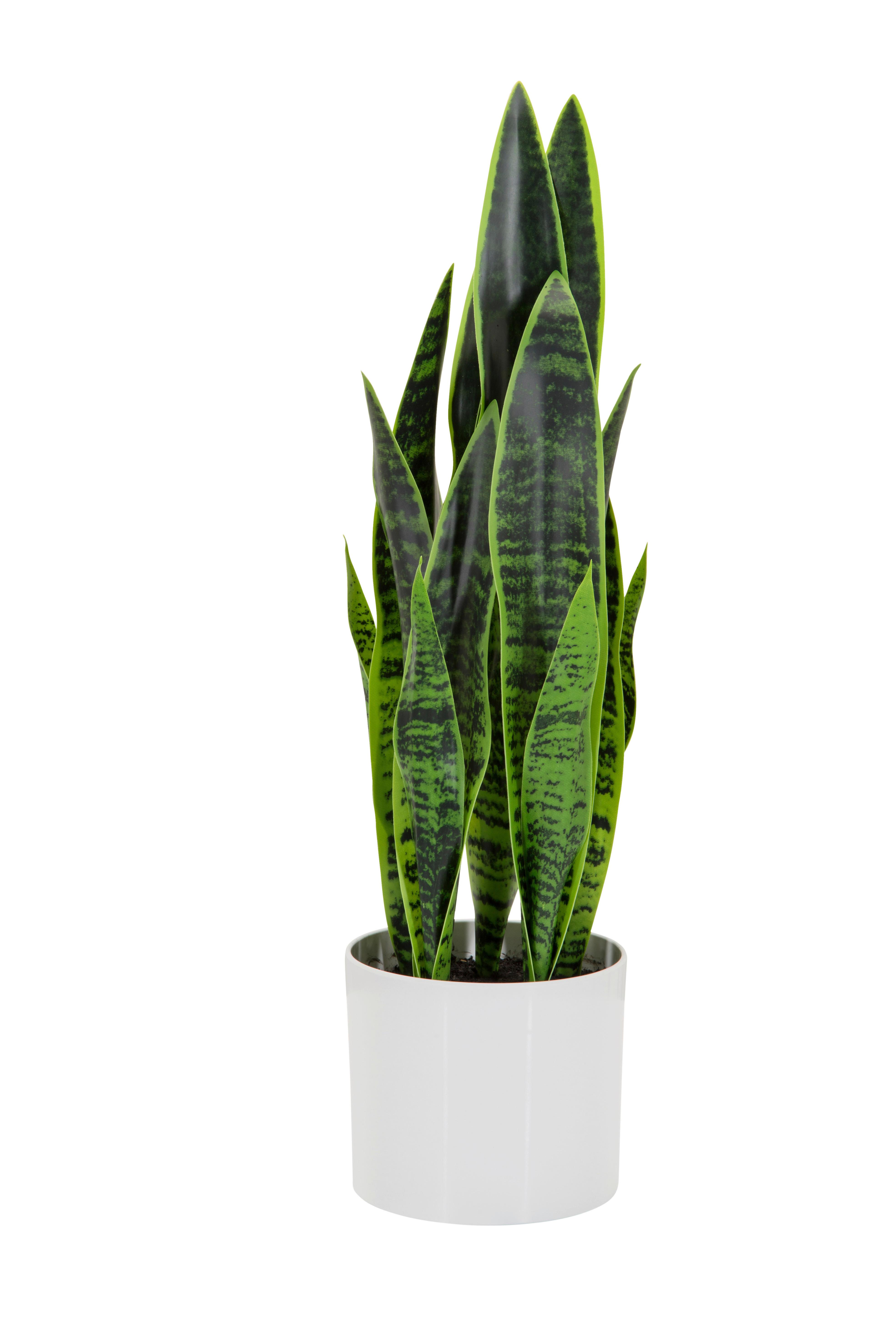 Umetna Rastlina Sansevieria - zelena/bela, Basics, umetna masa/tekstil (16/65/16cm) - MID.YOU