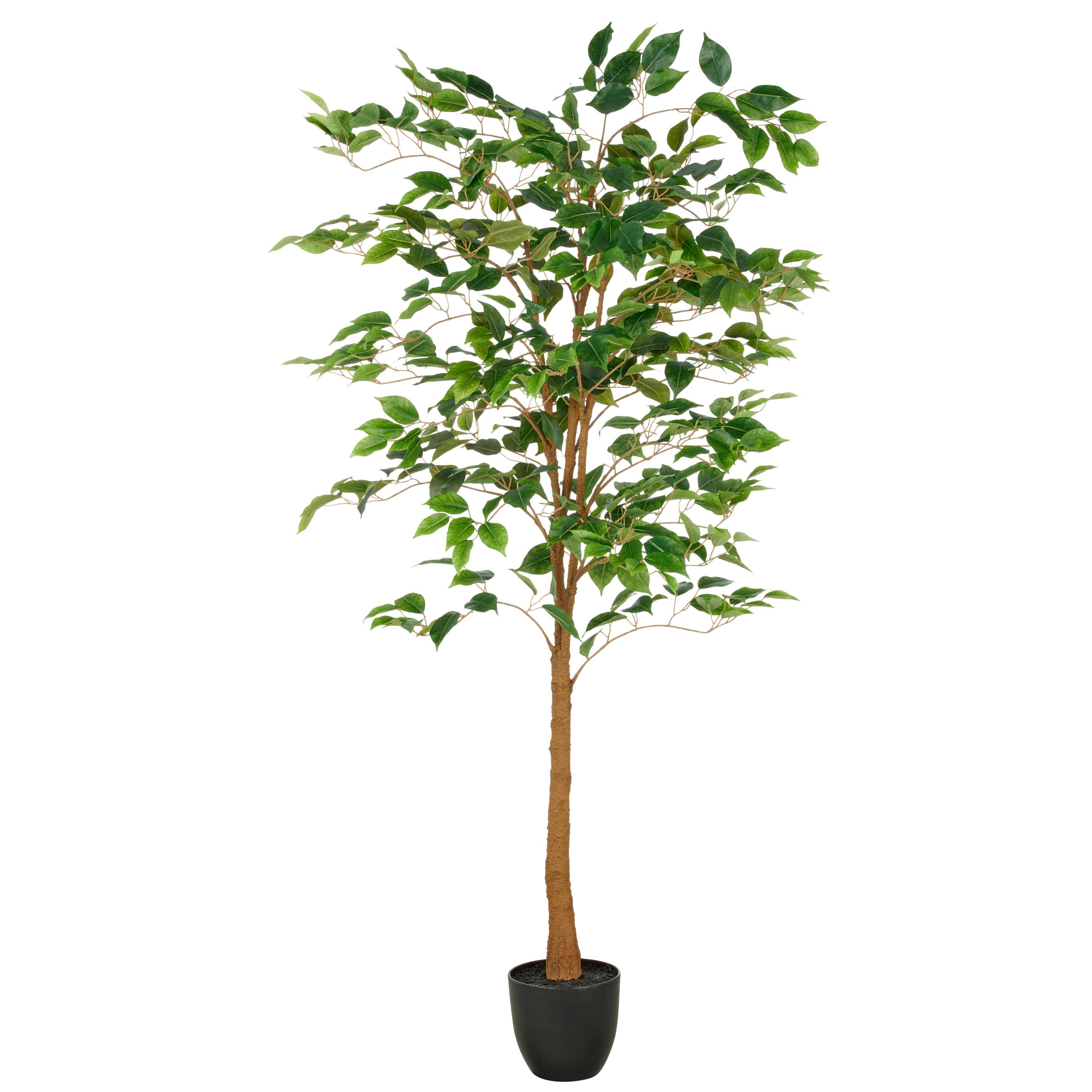 Ficus Benjamina Grün/Braun - Schwarz/Braun, Basics, Kunststoff (150cm)