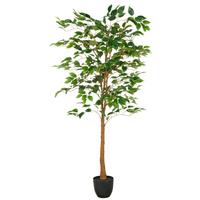 Ficus Benjamina Grün/Braun - Schwarz/Braun, Basics, Kunststoff (150cm)