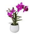 Orchidea Japanorchidee - Pink/Zöld, Basics, Műanyag (40cm) Orchidea Japanorchidee - Pink/Zöld, Basics, Műanyag (40cm)
