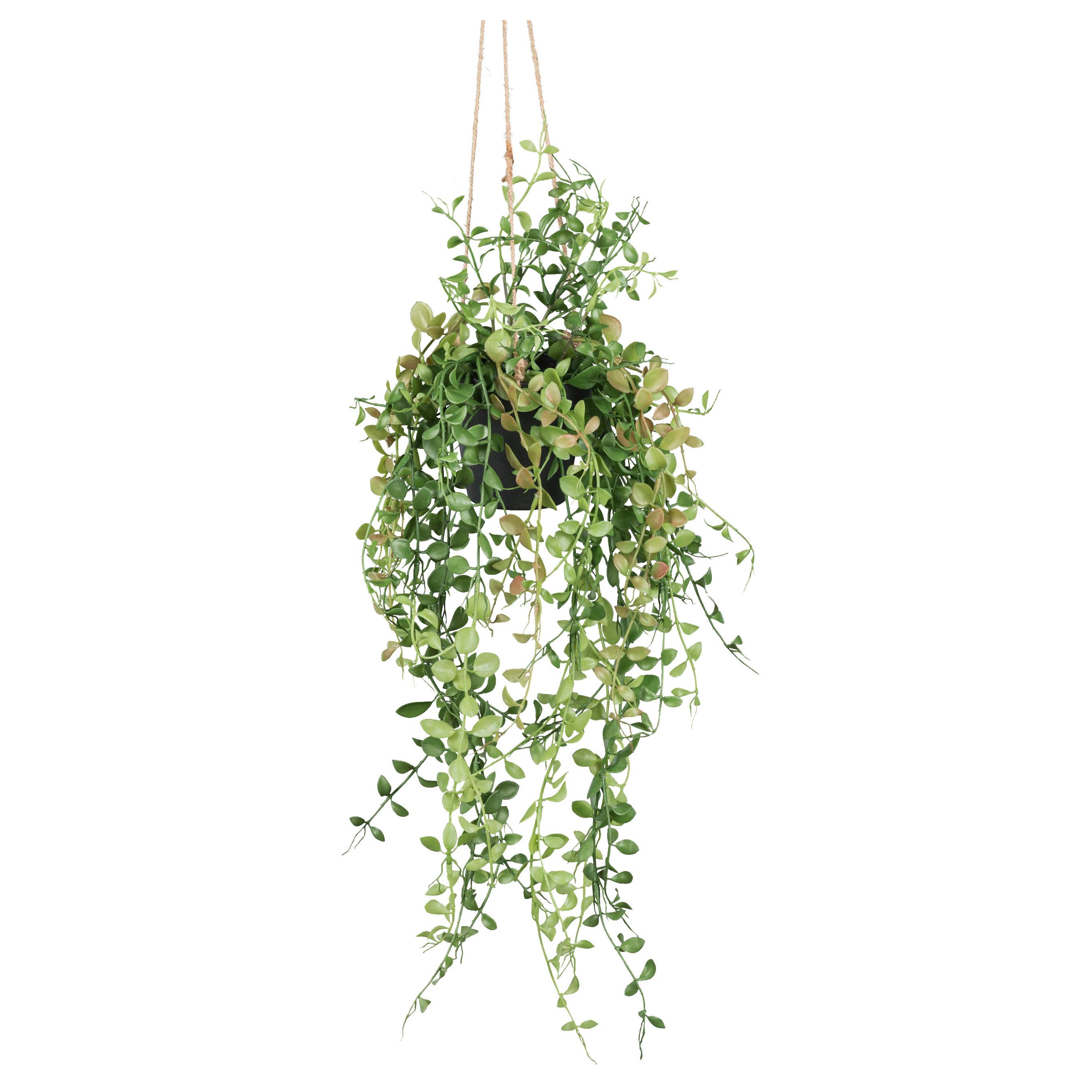 Umetna Rastlina Dischidiaranke Ii -Ext- - zelena, Basics, umetna masa (60cm)