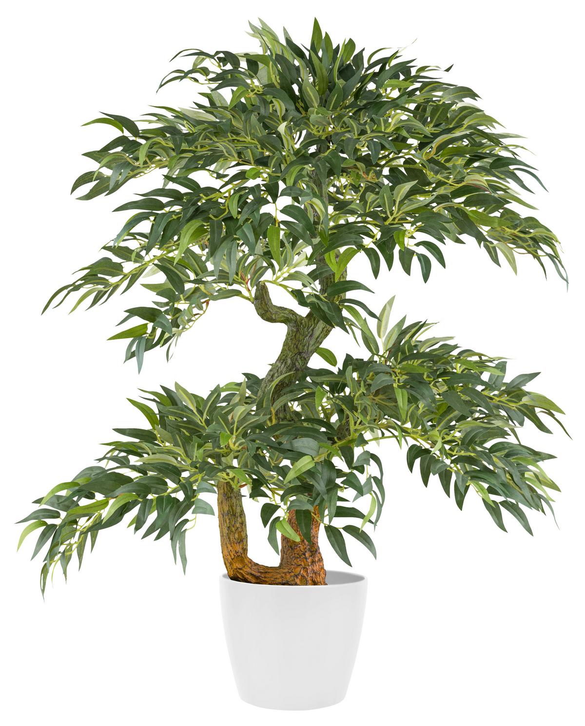 Kunstpflanze Rucus I Grün/Braun - Schwarz/Braun, Konventionell, Kunststoff (14,5/80cm) - Mömax