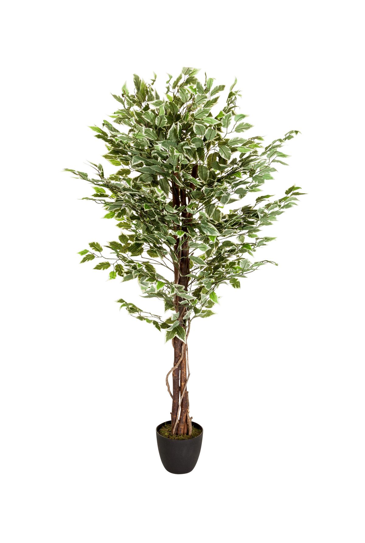 Umetna Rastlina Ficus - črna/zelena, Basics, umetna masa (80/165/80cm) - MID.YOU