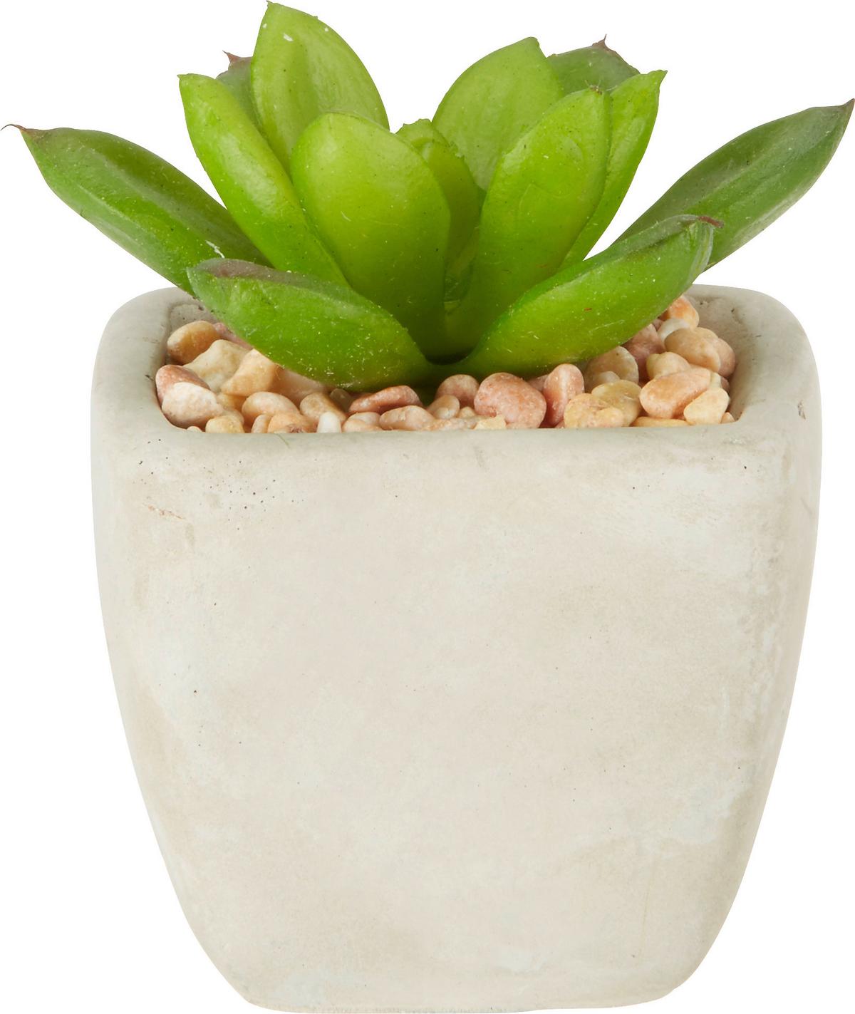 Műnövény Sukkulente - zöld, Lifestyle, műanyag (7-9cm) - Modern Living