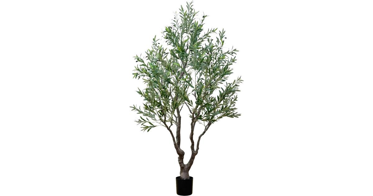rhododendron lachs Rhododendron obt.'Diamant Lachs' -R- III (Japanische Azalee 'Diamant Lachs'  -R-) hier gnstig kaufen  Mitteldeutsche-Baumschulen