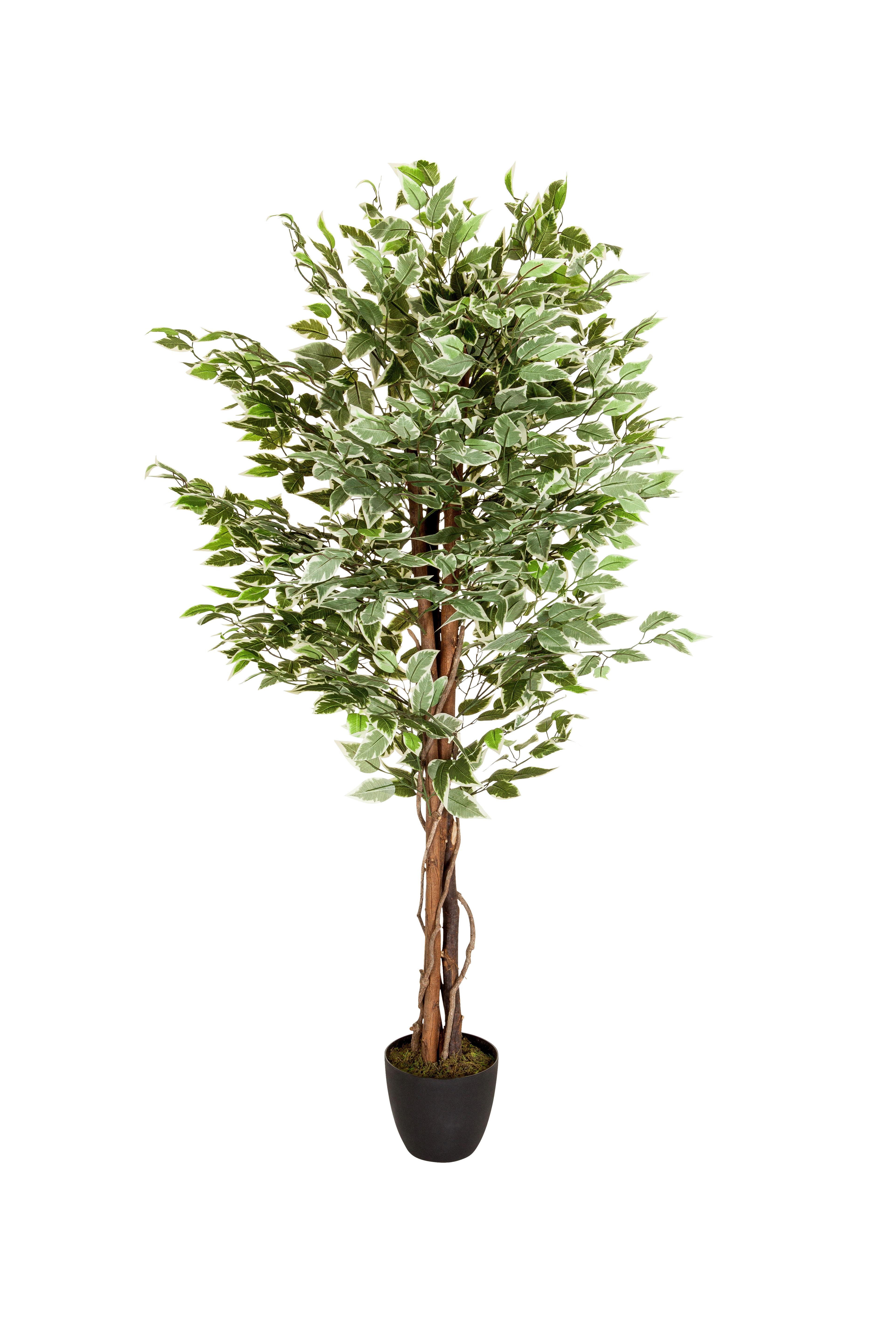 Umetna Rastlina Ficus - črna/zelena, Basics, umetna masa (80/165/80cm) - MID.YOU