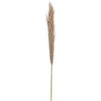 Plantă artificială Pampas - Konventionell (135-150cm)